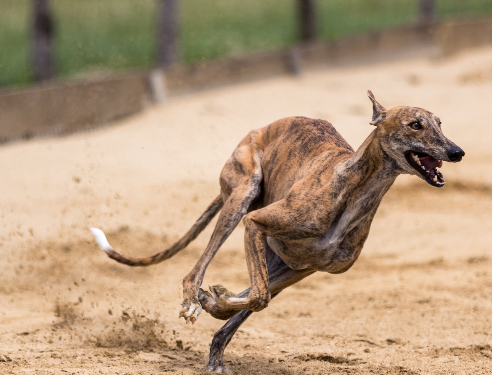 Aktuelles | Dia del Galgo - Der Welt-Galgo-Tag am 1.Februar